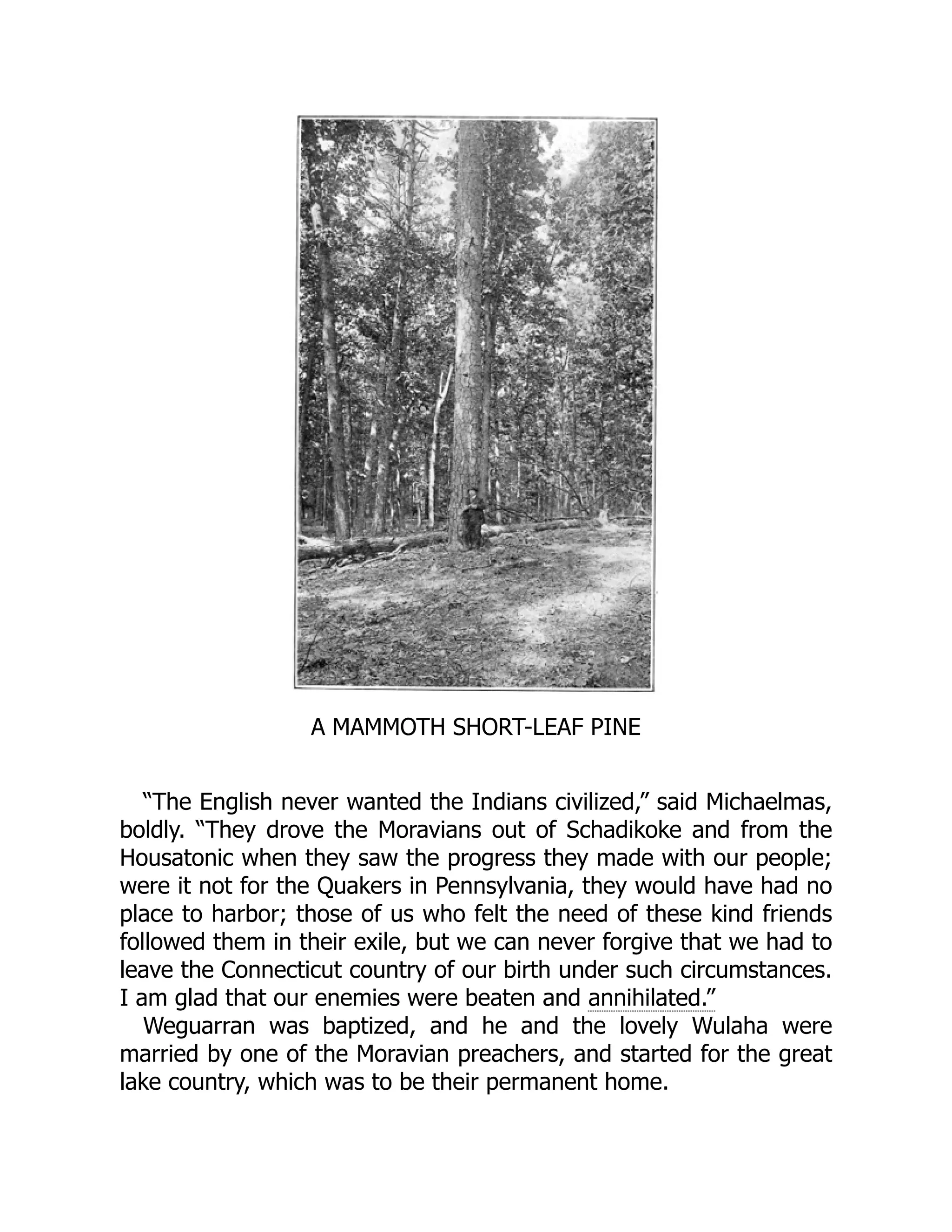 A MAMMOTH SHORT-LEAF PINE “The English never wanted the Indians civilized,” said Michaelmas, boldly. “They drove the Moravians out of Schadikoke and from the Housatonic when they saw the progress they made with our people; were it not for the Quakers in Pennsylvania, they would have had no place to harbor; those of us who felt the need of these kind friends followed them in their exile, but we can never forgive that we had to leave the Connecticut country of our birth under such circumstances. I am glad that our enemies were beaten and annihilated.” Weguarran was baptized, and he and the lovely Wulaha were married by one of the Moravian preachers, and started for the great lake country, which was to be their permanent home. 