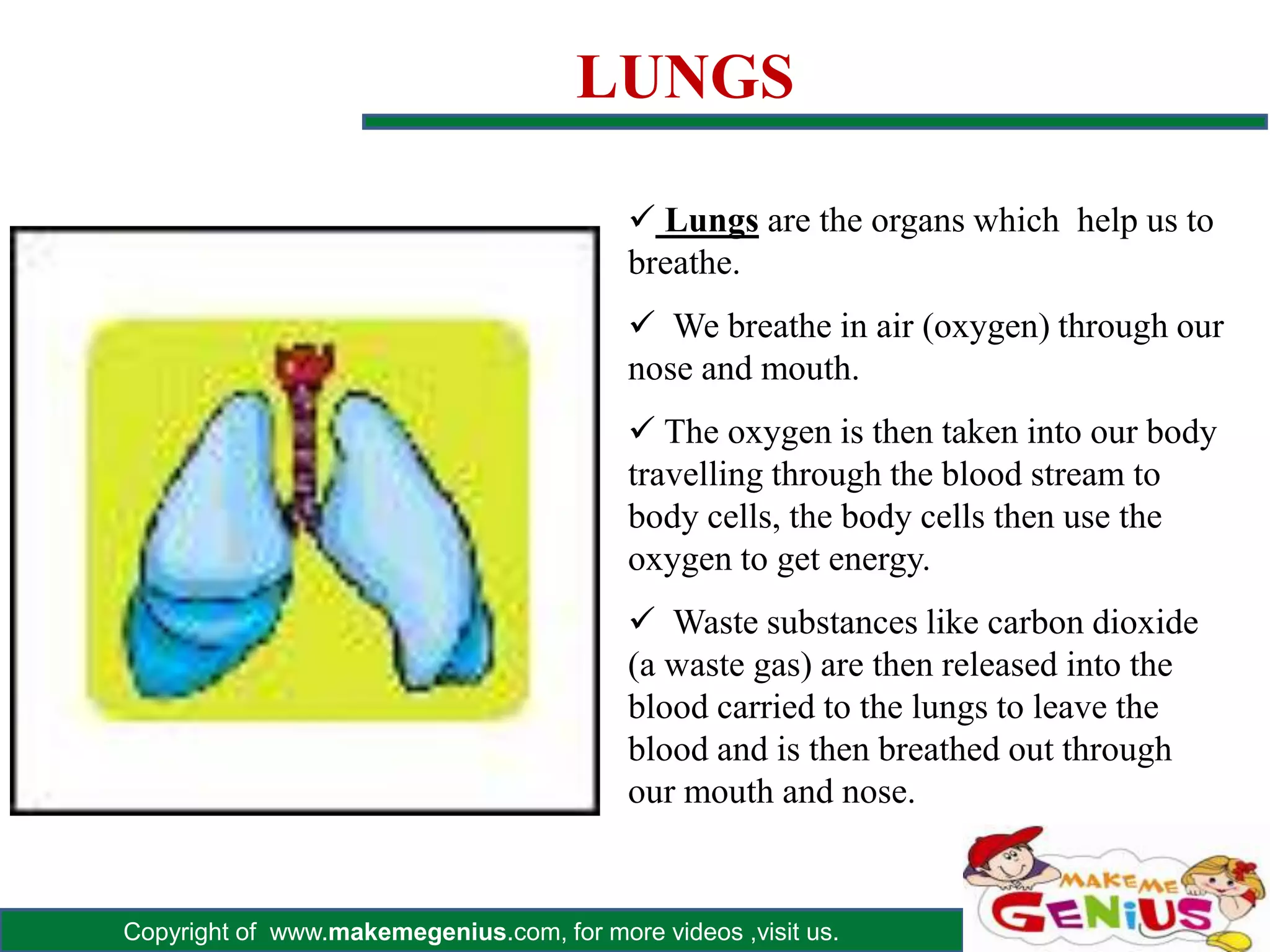 MAJOR ORGANS IN THE BODY Biology Diagrams