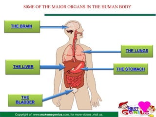Copyright of www.makemegenius.com, for more videos ,visit us.
S0ME OF THE MAJOR ORGANS IN THE HUMAN BODY
THE BRAIN
THE LUNGS
THE LIVER
THE STOMACH
THE
BLADDER
NEXT
 