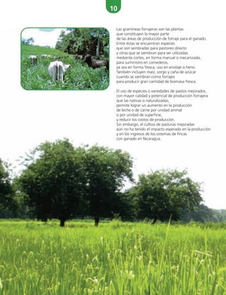 10
Las gramíneas forrajeras son las plantas
que constituyen la mayor parte
de las áreas de producción de forraje para el ganado.
Entre éstas se encuentran especies
que son sembradas para pastoreo directo
y otras que se siembran para ser utilizadas
mediante cortes, en forma manual o mecanizada,
para suministro en comederos,
ya sea en forma fresca, uso en ensilaje o heno.
También incluyen maíz, sorgo y caña de azúcar
cuando se siembran como forrajes
para producir gran cantidad de biomasa fresca.
El uso de especies o variedades de pastos mejorados,
con mayor calidad y potencial de producción forrajera
que las nativas o naturalizadas,
permite lograr un aumento en la producción
de leche o de carne por unidad animal
o por unidad de superficie,
y reducir los costos de producción.
Sin embargo, el cultivo de pasturas mejoradas
aún no ha tenido el impacto esperado en la producción
y en los ingresos de los sistemas de fincas
con ganado en Nicaragua.
 