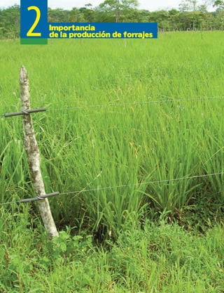 2Importancia
de la producción de forrajes
 