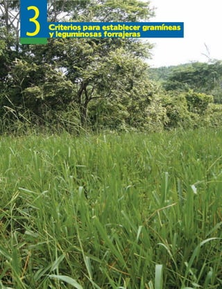 3Criterios para establecer gramíneas
y leguminosas forrajeras
 
