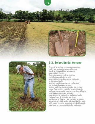 17
3.2. Selección del terreno
Antes de la siembra, es importante estudiar
cuáles son las características del terreno
donde se va a establecer una especie
para producir forraje.
Debe observarse o medirse aspectos
como la topografía del terreno,
si es relativamente plano o muy inclinado;
el drenaje del suelo,
si escurre rápido o permanece encharcado
por períodos largos de tiempo;
si es un suelo con buena fertilidad o si es muy
pobre. Para conocer mejor las características del
suelo es recomendable hacer un muestreo del suelo
en el área donde se va a sembrar,
para determinar mediante el análisis del suelo
cuál es el nivel de fertilidad que tiene,
qué tipo de fertilizante y qué cantidad se requiere
aplicar, cómo está la acidez o la basicidad del suelo
(pH); luego, el mismo laboratorio brindará la ayuda
para hacer la interpretación de los resultados.
 