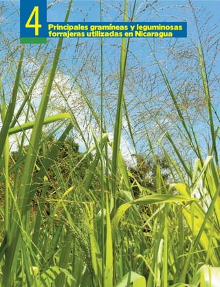 4Principales gramíneas y leguminosas
forrajeras utilizadas en Nicaragua
 