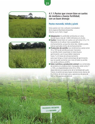 21
4.1.1.Pastos que crecen bien en suelos
de mediana a buena fertilidad,
con un buen drenaje
Pastos marandú, toledo y piatá
Estos pastos son tres cultivares (variedades)
de la especie Brachiaria brizantha
(Hochst. ex A. Rich.) Stapf.
■ Adaptación: Es preferible sembrarlos en sitios
donde llueve más de 1,000 milímetros en el año.
■ Suelos: Crecen bien en suelos con pH entre 4.5 y 7.5.
Marandú es el cultivar más susceptible al
encharcamiento, ya que los otros dos, toledo y piatá,
toleran períodos cortos de encharcamiento.
■ Producción de semilla: Los rendimientos varían entre
35 y 105 kg de semilla pura por manzana.
La semilla recién cosechada no tiene buena
germinación, por lo que deben esperarse
hasta 7 a 8 meses de almacenamiento
para que tenga un buen porcentaje de germinación,
que se puede aumentar aún más al tratar la semilla
con ácido sulfúrico al 40%.
■ Valor nutritivo y producción animal: Los contenidos
de proteína en praderas bien manejadas están entre 7
a 14% y la digestibilidad entre 55 a 70%,
dependiendo principalmente de la fertilidad del suelo.
Tienen el potencial para lograr producciones diarias de
8 a 9 litros de leche por vaca y ganancias de peso de
500 a 700 gramos por animal.
 