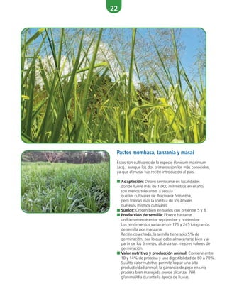22
Pastos mombasa, tanzania y masai
Éstos son cultivares de la especie Panicum máximum
Jacq., aunque los dos primeros son los más conocidos,
ya que el masai fue recién introducido al país.
■ Adaptación: Deben sembrarse en localidades
donde llueve más de 1,000 milímetros en el año;
son menos tolerantes a sequía
que los cultivares de Brachiaria brizantha,
pero toleran más la sombra de los árboles
que esos mismos cultivares.
■ Suelos: Crecen bien en suelos con pH entre 5 y 8.
■ Producción de semilla: Florece bastante
uniformemente entre septiembre y noviembre.
Los rendimientos varían entre 175 y 245 kilogramos
de semilla por manzana.
Recién cosechada, la semilla tiene solo 5% de
germinación, por lo que debe almacenarse bien y a
partir de los 5 meses, alcanza sus mejores valores de
germinación.
■ Valor nutritivo y producción animal: Contiene entre
10 y 14% de proteína y una digestibilidad de 60 a 70%.
Su alto valor nutritivo permite lograr una alta
productividad animal; la ganancia de peso en una
pradera bien manejada puede alcanzar 700
g/animal/día durante la época de lluvias.
 