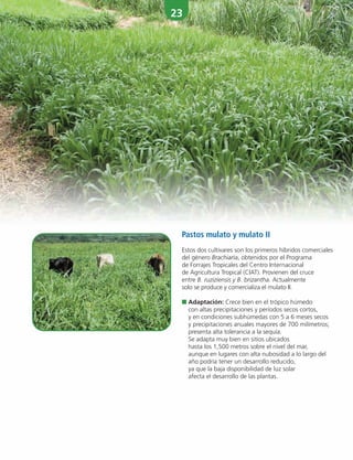 23
Pastos mulato y mulato II
Estos dos cultivares son los primeros híbridos comerciales
del género Brachiaria, obtenidos por el Programa
de Forrajes Tropicales del Centro Internacional
de Agricultura Tropical (CIAT). Provienen del cruce
entre B. ruziziensis y B. brizantha. Actualmente
solo se produce y comercializa el mulato II.
■ Adaptación: Crece bien en el trópico húmedo
con altas precipitaciones y períodos secos cortos,
y en condiciones subhúmedas con 5 a 6 meses secos
y precipitaciones anuales mayores de 700 milímetros;
presenta alta tolerancia a la sequía.
Se adapta muy bien en sitios ubicados
hasta los 1,500 metros sobre el nivel del mar,
aunque en lugares con alta nubosidad a lo largo del
año podría tener un desarrollo reducido,
ya que la baja disponibilidad de luz solar
afecta el desarrollo de las plantas.
 