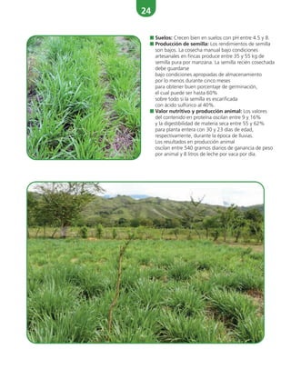 24
■ Suelos: Crecen bien en suelos con pH entre 4.5 y 8.
■ Producción de semilla: Los rendimientos de semilla
son bajos. La cosecha manual bajo condiciones
artesanales en fincas produce entre 35 y 55 kg de
semilla pura por manzana. La semilla recién cosechada
debe guardarse
bajo condiciones apropiadas de almacenamiento
por lo menos durante cinco meses
para obtener buen porcentaje de germinación,
el cual puede ser hasta 60%
sobre todo si la semilla es escarificada
con ácido sulfúrico al 40%.
■ Valor nutritivo y producción animal: Los valores
del contenido en proteína oscilan entre 9 y 16%
y la digestibilidad de materia seca entre 55 y 62%
para planta entera con 30 y 23 días de edad,
respectivamente, durante la época de lluvias.
Los resultados en producción animal
oscilan entre 540 gramos diarios de ganancia de peso
por animal y 8 litros de leche por vaca por día.
 