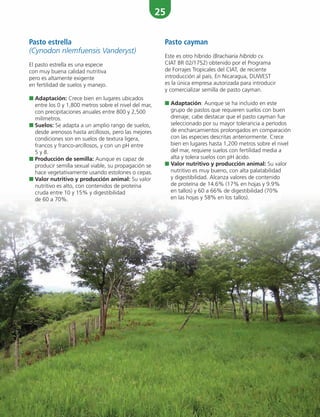 25
Pasto cayman
Este es otro híbrido (Brachiaria híbrido cv.
CIAT BR 02/1752) obtenido por el Programa
de Forrajes Tropicales del CIAT, de reciente
introducción al país. En Nicaragua, DUWEST
es la única empresa autorizada para introducir
y comercializar semilla de pasto cayman.
■ Adaptación: Aunque se ha incluido en este
grupo de pastos que requieren suelos con buen
drenaje, cabe destacar que el pasto cayman fue
seleccionado por su mayor tolerancia a períodos
de encharcamientos prolongados en comparación
con las especies descritas anteriormente. Crece
bien en lugares hasta 1,200 metros sobre el nivel
del mar, requiere suelos con fertilidad media a
alta y tolera suelos con pH ácido.
■ Valor nutritivo y producción animal: Su valor
nutritivo es muy bueno, con alta palatabilidad
y digestibilidad. Alcanza valores de contenido
de proteína de 14.6% (17% en hojas y 9.9%
en tallos) y 60 a 66% de digestibilidad (70%
en las hojas y 58% en los tallos).
Pasto estrella
(Cynodon nlemfuensis Vanderyst)
El pasto estrella es una especie
con muy buena calidad nutritiva
pero es altamente exigente
en fertilidad de suelos y manejo.
■ Adaptación: Crece bien en lugares ubicados
entre los 0 y 1,800 metros sobre el nivel del mar,
con precipitaciones anuales entre 800 y 2,500
milímetros.
■ Suelos: Se adapta a un amplio rango de suelos,
desde arenosos hasta arcillosos, pero las mejores
condiciones son en suelos de textura ligera,
francos y franco-arcillosos, y con un pH entre
5 y 8.
■ Producción de semilla: Aunque es capaz de
producir semilla sexual viable, su propagación se
hace vegetativamente usando estolones o cepas.
■ Valor nutritivo y producción animal: Su valor
nutritivo es alto, con contenidos de proteína
cruda entre 10 y 15% y digestibilidad
de 60 a 70%.
 