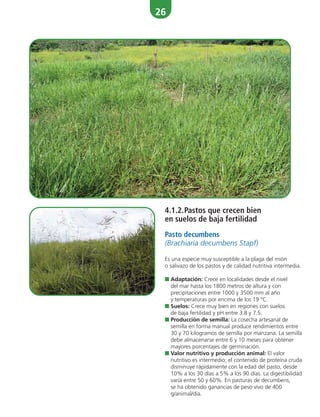 26
4.1.2.Pastos que crecen bien
en suelos de baja fertilidad
Pasto decumbens
(Brachiaria decumbens Stapf)
Es una especie muy susceptible a la plaga del mión
o salivazo de los pastos y de calidad nutritiva intermedia.
■ Adaptación: Crece en localidades desde el nivel
del mar hasta los 1800 metros de altura y con
precipitaciones entre 1000 y 3500 mm al año
y temperaturas por encima de los 19 °C.
■ Suelos: Crece muy bien en regiones con suelos
de baja fertilidad y pH entre 3.8 y 7.5.
■ Producción de semilla: La cosecha artesanal de
semilla en forma manual produce rendimientos entre
30 y 70 kilogramos de semilla por manzana. La semilla
debe almacenarse entre 6 y 10 meses para obtener
mayores porcentajes de germinación.
■ Valor nutritivo y producción animal: El valor
nutritivo es intermedio; el contenido de proteína cruda
disminuye rápidamente con la edad del pasto, desde
10% a los 30 días a 5% a los 90 días. La digestibilidad
varía entre 50 y 60%. En pasturas de decumbens,
se ha obtenido ganancias de peso vivo de 400
g/animal/día.
 