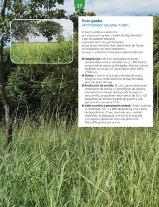 27
Pasto gamba
(Andropogon gayanus Kunth)
El pasto gamba se caracteriza
por adaptarse muy bien a suelos de baja fertilidad
y por ser bastante tolerante
a períodos secos muy prolongados,
lo que le permite tener buen rendimiento de forraje
en localidades con esas condiciones,
aunque su calidad nutritiva se considera moderada.
■ Adaptación: Crece en localidades en alturas
comprendidas entre el nivel del mar y 1,300 metros;
aunque resiste sequías prolongadas, alcanza un buen
desarrollo en zonas con precipitación entre 900 y
1,500 mm.
■ Suelos: Crece en una amplia variedad de suelos,
desde los muy fértiles hasta los de baja fertilidad,
pero con buen drenaje.
■ Producción de semilla: El pasto gamba tiene buen
rendimiento de semilla. En condiciones de cosecha
manual y buen manejo del área y de la cosecha
de la semilla, se obtienen rendimientos de 70 a 105
kilogramos de semilla con 40% de pureza y una
germinación cercana al 20%.
■ Valor nutritivo y producción animal: El valor nutritivo
es moderado, con 7 a 10% de proteína y 50 a 60%
de digestibilidad. Como resultado de su calidad
intermedia, la producción animal no es muy alta
y se registran ganancias diarias de peso entre
300 y 400 gramos por animal.
 