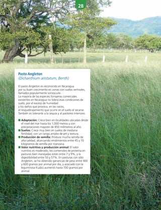 28
Pasto Angleton
(Dichanthium aristatum, Benth)
El pasto Angleton es reconocido en Nicaragua
por su buen crecimiento en zonas con suelos vertisoles,
llamados popularmente sonsocuite.
La mayoría de las especies forrajeras comerciales
existentes en Nicaragua no tolera esas condiciones de
suelo, por el exceso de humedad
y los daños que provoca, en las raíces,
el resquebrajamiento que ocurre en el suelo al secarse.
También es tolerante a la sequía y al pastoreo intensivo.
■ Adaptación: Crece bien en localidades ubicadas desde
el nivel del mar hasta los 1,000 metros y con
precipitaciones mayores de 850 milímetros al año.
■ Suelos: Crece muy bien en suelos de mediana
fertilidad, con un rango amplio de pH y textura.
■ Producción de semilla: Produce mucha semilla de
alta calidad, alcanzando rendimientos entre 45 y 70
kilogramos de semilla por manzana.
■ Valor nutritivo y producción animal: El valor
nutritivo es moderado; los contenidos de proteína en
pasturas bien manejadas están entre 7 y 9%, y la
digestibilidad entre 50 y 57%. En pasturas con sólo
Angleton, se ha obtenido ganancias de peso entre 400
y 600 gramos por animal por día, y asociado con la
leguminosa Kudzú aumentó hasta 700 gramos por
animal.
 