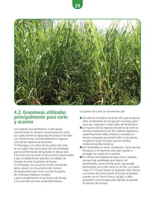 29
Los pastos de corte se caracterizan por:
■ Ser plantas forrajeras de porte alto que producen
altos rendimiento de forraje por manzana, pero
para eso, requieren niveles altos de fertilización.
■ La mayoría de las especies de pastos de corte se
siembra mediante el uso de material vegetativo,
específicamente tallos enteros o cortados en
trozos o esquejes que poseen dos a tres yemas,
excepto el sorgo forrajero que se siembra
mediante semilla botánica.
■ Ser sembrados en áreas compactas, como bancos
forrajeros o en barreras vivas para ayudar a
proteger los suelos de la erosión.
■ Se utilizan principalmente bajo corte y acarreo,
aunque hay variedades que toleran ser
pastoreadas, como el King grass, que puede
pastorearse una o dos veces en el año, y el pasto
cuba CT-115 que resiste un pastoreo más intenso.
Las formas de suministrarle el forraje al ganado
pueden ser en forma fresca, picado, o bien
guardarlo como ensilaje para dárselo al ganado
en épocas de escasez.
4.2. Gramíneas utilizadas
principalmente para corte
y acarreo
Las especies que pertenecen a este grupo
comúnmente se conocen como pastos de corte,
los cuales tienen la capacidad de producir forrajes
con rendimientos considerablemente mayores
a los de las especies de pastoreo.
En Nicaragua, el cultivo de los pastos de corte
se ha usado más como parte de una estrategia
para la alimentación del ganado en época seca.
Esto hace que las áreas se encuentren subutilizadas
y que se desperdicien grandes cantidades de
forrajes durante el período de lluvias.
Sin embargo, esa situación ha ido cambiando
poco a poco con el aumento del número
de productores que hacen uso de los pastos
de corte para elaborar ensilajes
y para complementar el suministro de forraje
a los animales durante el período lluvioso.
 
