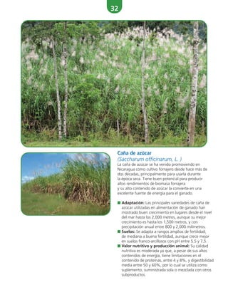 32
Caña de azúcar
(Saccharum officinarum, L. )
La caña de azúcar se ha venido promoviendo en
Nicaragua como cultivo forrajero desde hace más de
dos décadas, principalmente para usarla durante
la época seca. Tiene buen potencial para producir
altos rendimientos de biomasa forrajera
y su alto contenido de azúcar la convierte en una
excelente fuente de energía para el ganado.
■ Adaptación: Las principales variedades de caña de
azúcar utilizadas en alimentación de ganado han
mostrado buen crecimiento en lugares desde el nivel
del mar hasta los 2,000 metros, aunque su mejor
crecimiento es hasta los 1,500 metros, y con
precipitación anual entre 800 y 2,000 milímetros.
■ Suelos: Se adapta a rangos amplios de fertilidad,
de mediana a buena fertilidad, aunque crece mejor
en suelos franco-arcillosos con pH entre 5.5 y 7.5.
■ Valor nutritivo y producción animal: Su calidad
nutritiva es moderada ya que, a pesar de sus altos
contenidos de energía, tiene limitaciones en el
contenido de proteínas, entre 4 y 8%, y digestibilidad
media entre 50 y 60%, por lo cual se utiliza como
suplemento, suministrada sola o mezclada con otros
subproductos.
 