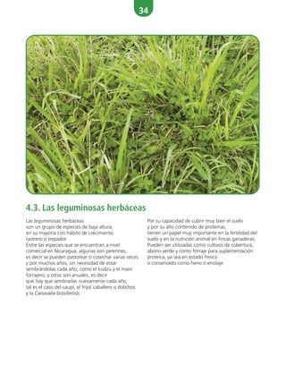 34
Las leguminosas herbáceas
son un grupo de especies de baja altura,
en su mayoría con hábito de crecimiento
rastrero o trepador.
Entre las especies que se encuentran a nivel
comercial en Nicaragua, algunas son perennes,
es decir se pueden pastorear o cosechar varias veces
y por muchos años, sin necesidad de estar
sembrándolas cada año, como el kudzú y el maní
forrajero; y otras son anuales, es decir
que hay que sembrarlas nuevamente cada año,
tal es el caso del caupí, el frijol caballero o dolichos
y la Canavalia brasiliensis.
Por su capacidad de cubrir muy bien el suelo
y por su alto contenido de proteínas,
tienen un papel muy importante en la fertilidad del
suelo y en la nutrición animal en fincas ganaderas.
Pueden ser utilizadas como cultivos de cobertura,
abono verde y como forraje para suplementación
proteica, ya sea en estado fresco
o conservado como heno o ensilaje.
4.3. Las leguminosas herbáceas
 