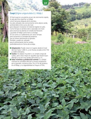 37
Caupí (Vigna unguiculata (L.) Walp.)
El frijol caupí es una planta anual, de crecimiento rápido,
lo que permite cosechar su follaje
a las 8 semanas después de la siembra.
Ha sido utilizado más comúnmente como abono verde,
sembrándolo entre surcos de maíz
para después incorporar el material vegetal al suelo.
Como forraje se siembra solo o asociado con maíz
para arrancar las plantas en estado de floración
y guardar el follaje como heno o ensilaje.
Se usa como un suplemento con otros forrajes
para aumentar la cantidad de proteínas
que se ofrece diariamente al ganado.
También, puede ser utilizado
para la alimentación de los cerdos,
preferiblemente en forma de ensilaje.
■ Adaptación: Puede crecer en lugares desde el nivel
del mar hasta 1,600 m, y con lluvias anuales entre 750
y 2,000 milímetros.
■ Suelos: Se adapta muy bien a un amplio rango de
suelos, pero crece mejor en aquellos que tienen buen
drenaje y no son muy ácidos (pH entre 5 y 7).
■ Valor nutritivo y producción animal: Su calidad
nutritiva se considera alta por su buena aceptación
por el ganado; contiene entre 14 y 21% de proteína
en el follaje, y su digestibilidad es mayor al 75%.
 