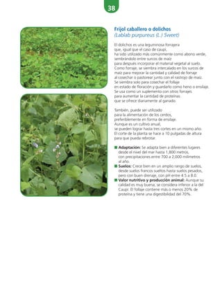 38
Frijol caballero o dolichos
(Lablab purpureus (L.) Sweet)
El dolichos es una leguminosa forrajera
que, igual que el caso de caupí,
ha sido utilizado más comúnmente como abono verde,
sembrándolo entre surcos de maíz
para después incorporar el material vegetal al suelo.
Como forraje, se siembra intercalado en los surcos de
maíz para mejorar la cantidad y calidad de forraje
al cosechar o pastorear junto con el rastrojo de maíz.
Se siembra solo para cosechar el follaje
en estado de floración y guardarlo como heno o ensilaje.
Se usa como un suplemento con otros forrajes
para aumentar la cantidad de proteínas
que se ofrece diariamente al ganado.
También, puede ser utilizado
para la alimentación de los cerdos,
preferiblemente en forma de ensilaje.
Aunque es un cultivo anual,
se pueden lograr hasta tres cortes en un mismo año.
El corte de la planta se hace a 10 pulgadas de altura
para que pueda rebrotar.
■ Adaptación: Se adapta bien a diferentes lugares
desde el nivel del mar hasta 1,800 metros,
con precipitaciones entre 700 a 2,000 milímetros
al año.
■ Suelos: Crece bien en un amplio rango de suelos,
desde suelos francos sueltos hasta suelos pesados,
pero con buen drenaje, con pH entre 4.5 a 8.0.
■ Valor nutritivo y producción animal: Aunque su
calidad es muy buena, se considera inferior a la del
Caupí. El follaje contiene más o menos 20% de
proteína y tiene una digestibilidad del 70%.
 