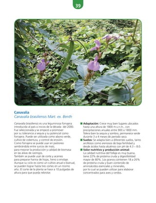 39
Canavalia
Canavalia brasiliensis Mart. ex. Benth
Canavalia brasiliensis es una leguminosa forrajera
introducida al país a inicios de la década del 2000.
Fue seleccionada y se empezó a promover
por su tolerancia a sequía y su potencial como
forrajera. Puede ser utilizada como abono verde,
cultivo de cobertura, y control de erosión.
Como forrajera se puede usar en pastoreo
sembrándola entre surcos de maíz,
para mejorar la producción y calidad de biomasa
en las áreas de rastrojos.
También se puede usar de corte y acarreo
para preparar harina de hojas, heno o ensilaje.
Aunque su ciclo es como un cultivo anual o bianual,
se pueden lograr hasta tres cortes en un mismo
año. El corte de la planta se hace a 10 pulgadas de
altura para que pueda rebrotar.
■ Adaptación: Crece muy bien lugares ubicados
hasta una altura de 1800 m.s.n.m., con
precipitaciones anuales entre 900 a 1800 mm.
Tolera bien la sequía y sombra, permanece verde
durante 3 a 4 meses de período seco.
■ Suelos: Se adapta bien a diferentes suelos, tanto
arcillosos como arenosos de baja fertilidad y
desde ácidos hasta alcalinos con pH de 4.3 – 8.0.
■ Valor nutritivo y producción animal:
La calidad nutritiva del follaje es muy buena,
tiene 22% de proteína cruda y digestibilidad
mayor de 80%. Los granos contienen 18 a 26%
de proteína cruda y buen contenido de
aminoácidos esenciales y minerales,
por lo cual se pueden utilizar para elaborar
concentrados para aves y cerdos.
 