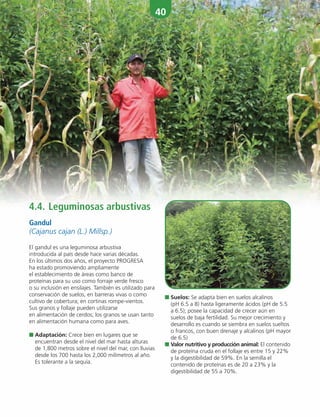 40
4.4. Leguminosas arbustivas
Gandul
(Cajanus cajan (L.) Millsp.)
El gandul es una leguminosa arbustiva
introducida al país desde hace varias décadas.
En los últimos dos años, el proyecto PROGRESA
ha estado promoviendo ampliamente
el establecimiento de áreas como banco de
proteínas para su uso como forraje verde fresco
o su inclusión en ensilajes. También es utilizado para
conservación de suelos, en barreras vivas o como
cultivo de cobertura; en cortinas rompe-vientos.
Sus granos y follaje pueden utilizarse
en alimentación de cerdos; los granos se usan tanto
en alimentación humana como para aves.
■ Adaptación: Crece bien en lugares que se
encuentran desde el nivel del mar hasta alturas
de 1,800 metros sobre el nivel del mar, con lluvias
desde los 700 hasta los 2,000 milímetros al año.
Es tolerante a la sequía.
■ Suelos: Se adapta bien en suelos alcalinos
(pH 6.5 a 8) hasta ligeramente ácidos (pH de 5.5
a 6.5); posee la capacidad de crecer aún en
suelos de baja fertilidad. Su mejor crecimiento y
desarrollo es cuando se siembra en suelos sueltos
o francos, con buen drenaje y alcalinos (pH mayor
de 6.5)
■ Valor nutritivo y producción animal: El contenido
de proteína cruda en el follaje es entre 15 y 22%
y la digestibilidad de 59%. En la semilla el
contenido de proteínas es de 20 a 23% y la
digestibilidad de 55 a 70%.
 