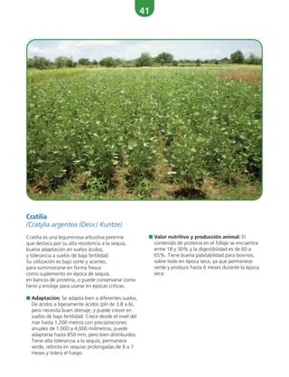 41
Cratilia
(Cratylia argentea (Desv.) Kuntze)
Cratilia es una leguminosa arbustiva perenne
que destaca por su alta resistencia a la sequía,
buena adaptación en suelos ácidos,
y tolerancia a suelos de baja fertilidad.
Su utilización es bajo corte y acarreo,
para suministrarse en forma fresca
como suplemento en época de sequía,
en bancos de proteína, o puede conservarse como
heno y ensilaje para usarse en épocas críticas.
■ Adaptación: Se adapta bien a diferentes suelos,
De ácidos a ligeramente ácidos (pH de 3.8 a 6),
pero necesita buen drenaje; y puede crecer en
suelos de baja fertilidad. Crece desde el nivel del
mar hasta 1,200 metros con precipitaciones
anuales de 1,000 a 4,000 milímetros, puede
adaptarse hasta 850 mm, pero bien distribuidos.
Tiene alta tolerancia a la sequía, permanece
verde, rebrota en sequías prolongadas de 6 a 7
meses y tolera el fuego.
■ Valor nutritivo y producción animal: El
contenido de proteína en el follaje se encuentra
entre 18 y 30% y la digestibilidad es de 60 a
65%. Tiene buena palatabilidad para bovinos,
sobre todo en época seca, ya que permanece
verde y produce hasta 6 meses durante la época
seca.
 