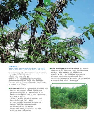 42
■ Valor nutritivo y producción animal: Su contenido
de proteínas está entre 12 a 25% y la digestibilidad
entre 65 y 85%; tiene un alto contenido de
vitamina A. Por su alta calidad, en animales que
pastorean o consumen Leucaena en la dieta,
se obtienen ganancias de peso hasta 700 g/animal/día
y aumentos en la producción de leche.
Leucaena
(Leucaena leucocephala (Lam.) de Wit)
La leucaena se puede utilizar como banco de proteína,
bajo corte y acarreo o pastoreo
durante 2 a 3 horas en el día;
también se usa asociada con pastos mejorados,
sembrándola en hileras o franjas para usarla bajo
pastoreo. También, puede usarse como abono verde,
en barreras vivas y cercas.
■ Adaptación: Crece en lugares desde el nivel del mar
hasta los 1,800 metros sobre el nivel del mar,
y con lluvias mayores de 750 milímetros al año.
La temperatura óptima para su mejor crecimiento
está entre 22 y 30 ºC.
Se adapta a suelos desde ligeramente ácidos
hasta alcalinos (pH de 5.5 a 8.0);
no crece en suelos ácidos con pH menor de 5.
Necesita suelos de mediana fertilidad.
No tolera sombra ni inundación,
pero si tolera sequía, aunque bota sus hojas
en épocas secas prolongadas.
 