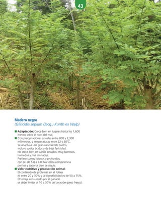 43
Madero negro
(Gliricidia sepium (Jacq.) Kunth ex Walp)
■ Adaptación: Crece bien en lugares hasta los 1,600
metros sobre el nivel del mar,
■ Con precipitaciones anuales entre 800 y 2,300
milímetros, y temperaturas entre 22 y 30ºC.
Se adapta a una gran variedad de suelos,
incluso suelos ácidos y de baja fertilidad.
No crece bien en suelos pesados, muy barrosos,
húmedos y mal drenados.
Prefiere suelos livianos y profundos,
con pH de 5.0 a 8.0. No tolera competencia
por luz y soporta bien la sequía.
■ Valor nutritivo y producción animal:
El contenido de proteínas en el follaje
es entre 20 y 30% y la digestibilidad es de 50 a 75%.
El forraje consumido por el ganado
se debe limitar al 10 a 30% de la ración (peso fresco).
 