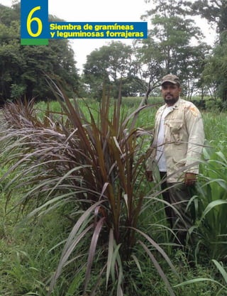 6Siembra de gramíneas
y leguminosas forrajeras
 