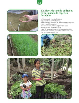 52
6.1. Tipos de semilla utilizadas
en la siembra de especies
forrajeras
En la siembra de especies forrajeras
se puede utilizar semilla botánica,
que es la propia semilla de las gramíneas y leguminosas,
o bien material vegetativo.
En la siembra con material vegetativo se usan
cepas con raíces, estolones o guías,
trozos de tallos, conocidos como estacas o esquejes,
tallos enteros y plantas producidas en bolsas de vivero
o en bancos de germinación.
 