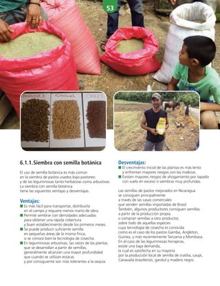 53
6.1.1.Siembra con semilla botánica
El uso de semilla botánica es más común
en la siembra de pastos usados bajo pastoreo
y de las leguminosas tanto herbáceas como arbustivas.
La siembra con semilla botánica
tiene las siguientes ventajas y desventajas.
Ventajas:
■ Es más fácil para transportar, distribuirla
en el campo y requiere menos mano de obra.
■ Permite sembrar con densidades adecuadas
para obtener una rápida cobertura
y buen establecimiento desde los primeros meses.
■ Se puede producir suficiente semilla
en pequeñas áreas de la misma finca,
si se conoce bien la tecnología de cosecha.
■ En leguminosas arbustivas, las raíces de las plantas
que se desarrollan a partir de semillas,
generalmente alcanzan una mayor profundidad
que cuando se utilizan estacas
y por consiguiente son más tolerantes a la sequía.
Desventajas:
■ El crecimiento inicial de las plantas es más lento
y enfrentan mayores riesgos con las malezas.
■ Existen mayores riesgos de ahogamiento por tapado
con suelo en exceso o siembras muy profundas.
Las semillas de pastos mejorados en Nicaragua
se consiguen principalmente
a través de las casas comerciales
que venden semillas importadas de Brasil.
También, algunos productores consiguen semillas
a partir de la producción propia
o compran semillas a otro productor,
sobre todo de aquellas especies
cuya tecnología de cosecha es conocida
como es el caso de los pastos Gamba, Angleton,
Guinea, y más recientemente Tanzania y Mombasa.
En el caso de las leguminosas forrajeras,
existe una baja demanda,
la cual es satisfecha en su mayoría
por la producción local de semilla de cratilia, caupí,
Canavalia brasiliensis, gandul y madero negro.
 