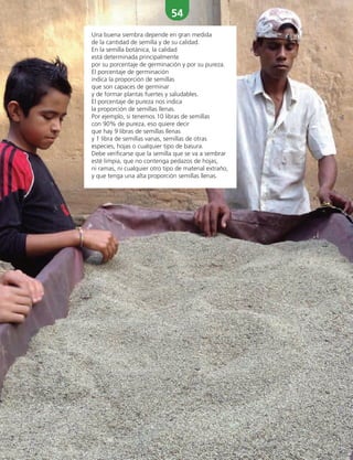 54
Una buena siembra depende en gran medida
de la cantidad de semilla y de su calidad.
En la semilla botánica, la calidad
está determinada principalmente
por su porcentaje de germinación y por su pureza.
El porcentaje de germinación
indica la proporción de semillas
que son capaces de germinar
y de formar plantas fuertes y saludables.
El porcentaje de pureza nos indica
la proporción de semillas llenas.
Por ejemplo, si tenemos 10 libras de semillas
con 90% de pureza, eso quiere decir
que hay 9 libras de semillas llenas
y 1 libra de semillas vanas, semillas de otras
especies, hojas o cualquier tipo de basura.
Debe verificarse que la semilla que se va a sembrar
esté limpia, que no contenga pedazos de hojas,
ni ramas, ni cualquier otro tipo de material extraño,
y que tenga una alta proporción semillas llenas.
 