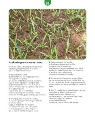 56
Prueba de germinación en campo:
Una forma práctica de comprobar la capacidad
o porcentaje de germinación de la semilla
que se ha adquirido consiste en:
1. Llenar con tierra suelta
(puede combinarse con un poco de arena)
tres recipientes pequeños,
que pueden ser bandejas plásticas, maceteras,
cajas de cartón o plástico, o cualquier otro
recipiente disponible en la finca en el que se
puedan distribuir, sobre la superficie, 100 semillas
de la especie de pasto
o leguminosa que se va a sembrar.
También, se puede usar una cama o sustrato
hecho con servilletas, papel toalla o papel periódico.
2. Tomar pequeñas muestras de semillas,
en la parte superior, en el medio y en el fondo
de la bolsa o saco.
Luego, se mezclan las tres muestras
y se extraen tres veces unas 100 semillas.
En el caso de pastos, se debe asegurar
que se trate de semillas llenas y no vanas.
3. Cada muestra de 100 semillas
se distribuye ordenadamente en filas,
en cada uno de los recipientes,
dejando más o menos una pulgada entre filas y
semillas. En el caso de usar tierra como sustrato,
la semilla se coloca sobre surcos
de media pulgada de profundidad.
4. Se colocan los recipientes en un lugar fresco,
bajo techo, donde entre bien la claridad de la luz
del sol, y se riega con frecuencia para mantener la
tierra o el papel con buena humedad, sin exceso de
agua.
5. A los 7, 14 y 21 días después de haber colocado
las semillas, se deben extraer y contar
las plántulas de pasto o leguminosa
que han emergido y que presentan buen vigor.
Hay que anotar en un cuaderno
la cantidad de plántulas
retiradas de cada recipiente cada semana.
 