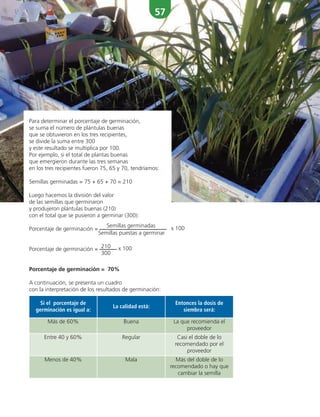 57
Para determinar el porcentaje de germinación,
se suma el número de plántulas buenas
que se obtuvieron en los tres recipientes,
se divide la suma entre 300
y este resultado se multiplica por 100.
Por ejemplo, si el total de plantas buenas
que emergieron durante las tres semanas
en los tres recipientes fueron 75, 65 y 70, tendríamos:
Semillas germinadas = 75 + 65 + 70 = 210
Luego hacemos la división del valor
de las semillas que germinaron
y produjeron plántulas buenas (210)
con el total que se pusieron a germinar (300):
Porcentaje de germinación =
Semillas germinadas x 100
Semillas puestas a germinar
Porcentaje de germinación = 210 x 100
300
Porcentaje de germinación = 70%
A continuación, se presenta un cuadro
con la interpretación de los resultados de germinación:
Si el porcentaje de
germinación es igual a:
Más de 60%
La calidad está:
Buena
Entonces la dosis de
siembra será:
La que recomienda el
proveedor
Entre 40 y 60% Regular Casi el doble de lo
recomendado por el
proveedor
Menos de 40% Mala Más del doble de lo
recomendado o hay que
cambiar la semilla
 
