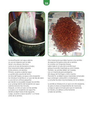 59
La escarificación con agua caliente
se usa con especies que se sabe
tienen una cáscara más dura,
como es el caso de leucaena y kudzú.
Este tratamiento debe realizarse
el día anterior a la siembra.
Primero, se pone a calentar agua
y cuando está a punto de hervir,
se retira del fuego y se pasa a otro recipiente.
Se introduce la semilla en un saco de tela de nylon
o una red con orificios pequeños
por donde no se pueden escapar las semillas
y se sumerge dentro del recipiente con agua
caliente durante tres minutos.
Después, se retira el saco con las semillas
y se pasa a un recipiente con agua fría
donde se dejan hasta el día siguiente.
Luego, se poner a secar durante 1 a 2 horas
antes de la siembra.
Otro tratamiento que debe hacerse a las semillas
de especies forrajeras antes de la siembra
es curarlas con fungicida Vitavax,
sobre todo en el caso de la semilla local
porque la semilla importada ya viene tratada.
También, las semillas deben ser tratadas
con un insecticida para protegerlas
del ataque de hormigas u otros insectos.
Para este fin, se deben buscar insecticidas comerciales
que contengan carbosulfán o imidacloprid
y consultar las dosis recomendadas con el vendedor.
La semilla se introduce en un saco o en otro recipiente,
se aplica la dosis correspondiente de insecticida
y luego se agita el envase para que el insecticida
se mezcle y se adhiera uniformemente
a todas las semillas.
 