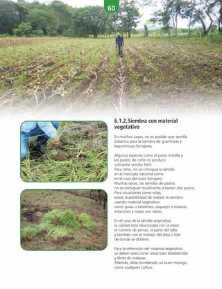 60
6.1.2.Siembra con material
vegetativo
En muchos casos, no es posible usar semilla
botánica para la siembra de gramíneas y
leguminosas forrajeras.
Algunas especies como el pasto estrella y
los pastos de corte no produce
suficiente semilla fértil.
Para otros, no se consigue la semilla
en el mercado nacional como
en el caso del maní forrajero.
Muchas veces, las semillas de pastos
no se consiguen localmente o tienen alto precio.
Para situaciones como estas,
existe la posibilidad de realizar la siembra
usando material vegetativo
como guías o estolones, esquejes o estacas,
estacones y cepas con raíces.
En el caso de la semilla vegetativa,
la calidad está relacionada con la edad,
el número de yemas, la parte del tallo
y también con el manejo del área o lote
de donde se obtiene.
Para la obtención del material vegetativo,
se deben seleccionar áreas bien establecidas
y libres de malezas.
Además, debe brindársele un buen manejo,
como cualquier cultivo.
 