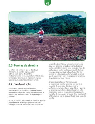 66
6.3. Formas de siembra
Se refiere a la forma en que se distribuye
el material de siembra o propagación
sobre el suelo o área de siembra.
Tradicionalmente, en el país, se han utilizado dos
formas para la siembra de especies forrajeras:
la siembra al voleo y la siembra en surcos.
6.3.1.Siembra al voleo
Este sistema consiste en tirar la semilla
manualmente o con voleadora sobre el terreno
previamente preparado. Se ha utilizado más en la
siembra con semilla botánica de especies para
pastoreo.
Su uso se justifica más cuando se siembran grandes
extensiones de terreno y hay dificultades para
conseguir mano de obra o para usar maquinaria.
La siembra debe hacerse sobre el terreno limpio
para que la semilla tenga buen contacto con el
suelo, preferiblemente un poco antes del inicio de
las lluvias, en suelos sueltos, para que la lluvia se
encargue de profundizar y tapar la semilla. En
terreno ya estabilizado por la humedad, la semilla
queda superficial y corre el riesgo de ser arrastrada
después de una lluvia intensa.
Si la siembra se hace en forma manual,
se recomienda mezclar la semilla con aserrín o
cascarilla de arroz para distribuir mejor y
uniformemente la semilla en toda el área y que no
se presente acumulación de semillas en un solo
lugar, sobre todo en el caso de semillas pequeñas
como las de mombasa y tanzania. Debe mezclarse 5
a 10 bolsas de aserrín o cascarilla por cada bolsa de
semilla.
 