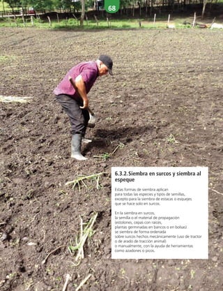 68
6.3.2.Siembra en surcos y siembra al
espeque
Estas formas de siembra aplican
para todas las especies y tipos de semillas,
excepto para la siembra de estacas o esquejes
que se hace solo en surcos.
En la siembra en surcos,
la semilla o el material de propagación
(estolones, cepas con raíces,
plantas germinadas en bancos o en bolsas)
se siembra de forma ordenada
sobre surcos hechos mecánicamente (uso de tractor
o de arado de tracción animal)
o manualmente, con la ayuda de herramientas
como azadones o picos.
 