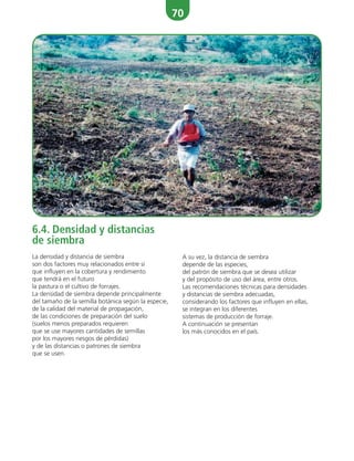 70
A su vez, la distancia de siembra
depende de las especies,
del patrón de siembra que se desea utilizar
y del propósito de uso del área, entre otros.
Las recomendaciones técnicas para densidades
y distancias de siembra adecuadas,
considerando los factores que influyen en ellas,
se integran en los diferentes
sistemas de producción de forraje.
A continuación se presentan
los más conocidos en el país.
6.4. Densidad y distancias
de siembra
La densidad y distancia de siembra
son dos factores muy relacionados entre sí
que influyen en la cobertura y rendimiento
que tendrá en el futuro
la pastura o el cultivo de forrajes.
La densidad de siembra depende principalmente
del tamaño de la semilla botánica según la especie,
de la calidad del material de propagación,
de las condiciones de preparación del suelo
(suelos menos preparados requieren
que se use mayores cantidades de semillas
por los mayores riesgos de pérdidas)
y de las distancias o patrones de siembra
que se usen.
 