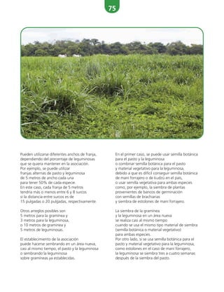 75
Pueden utilizarse diferentes anchos de franja,
dependiendo del porcentaje de leguminosas
que se quiera mantener en la asociación.
Por ejemplo, se puede utilizar
franjas alternas de pasto y leguminosa
de 5 metros de ancho cada una
para tener 50% de cada especie.
En este caso, cada franja de 5 metros
tendría más o menos entre 6 y 8 surcos
si la distancia entre surcos es de
15 pulgadas o 20 pulgadas, respectivamente.
Otros arreglos posibles son
5 metros para la gramínea y
3 metros para la leguminosa,
o 10 metros de graminea y
5 metros de leguminosas.
El establecimiento de la asociación
puede hacerse sembrando en un área nueva,
casi al mismo tiempo, el pasto y la leguminosa
o sembrando la leguminosa
sobre gramíneas ya establecidas.
En el primer caso, se puede usar semilla botánica
para el pasto y la leguminosa
o combinar semilla botánica para el pasto
y material vegetativo para la leguminosa,
debido a que es difícil conseguir semilla botánica
de maní forrajero o de kudzú en el país,
o usar semilla vegetativa para ambas especies
como, por ejemplo, la siembra de plantas
provenientes de bancos de germinación
con semillas de brachiarias
y siembra de estolones de maní forrajero.
La siembra de la gramínea
y la leguminosa en un área nueva
se realiza casi al mismo tiempo
cuando se usa el mismo tipo material de siembra
(semilla botánica o material vegetativo)
para ambas especies.
Por otro lado, si se usa semilla botánica para el
pasto y material vegetativo para la leguminosa,
como estolones en el caso de maní forrajero,
la leguminosa se siembra tres a cuatro semanas
después de la siembra del pasto.
 