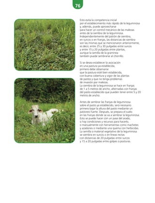 76
Esto evita la competencia inicial
por el establecimiento más rápido de la leguminosa
y, además, puede aprovecharse
para hacer un control mecánico de las malezas
antes de la siembra de la leguminosa.
Independientemente del patrón de siembra,
en surcos o en franjas, las distancias de siembra
son las mismas que se mencionaron anteriormente,
es decir, entre 25 y 30 pulgadas entre surcos
y entre 15 y 20 pulgadas entre plantas,
aunque la semilla de la gramínea
también puede sembrarse al chorrillo.
Si se desea establecer la asociación
en una pastura ya establecida,
primero debe observarse
que la pastura esté bien establecida,
con buena cobertura y vigor de las plantas
de pastos y que no tenga problemas
de invasión por malezas.
La siembra de la leguminosa se hace en franjas
de 1 a 5 metros de ancho, alternadas con franjas
del pasto establecido que pueden tener entre 5 y 20
metros de ancho.
Antes de sembrar las franjas de leguminosa
sobre el pasto ya establecido, será necesario
primero bajar la altura del pasto mediante un
pastoreo fuerte. Después, se prepara el suelo
en las franjas donde se va a sembrar la leguminosa.
Esto se puede hacer con un pase del arado,
si hay condiciones y recursos para hacerlo,
o manualmente con herramientas como machetes
y azadones o mediante una quema con herbicidas.
La semilla o material vegetativo de la leguminosa
se siembra en surcos o en líneas rectas
con distancias de 20 pulgadas entre surcos
y 15 a 20 pulgadas entre golpes o posturas.
 