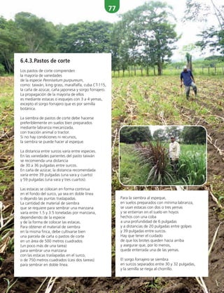 77
6.4.3.Pastos de corte
Los pastos de corte comprenden
la mayoría de variedades
de la especie Pennisetum purpureum,
como: taiwán, king grass, maralfalfa, cuba CT-115,
la caña de azúcar, caña japonesa y sorgo forrajero.
La propagación de la mayoría de ellos
es mediante estacas o esquejes con 3 a 4 yemas,
excepto el sorgo forrajero que es por semilla
botánica.
La siembra de pastos de corte debe hacerse
preferiblemente en suelos bien preparados
mediante labranza mecanizada,
con tracción animal o tractor.
Si no hay condiciones ni recursos,
la siembra se puede hacer al espeque.
La distancia entre surcos varía entre especies.
En las variedades parientes del pasto taiwán
se recomienda una distancia
de 30 a 36 pulgadas entre surcos.
En caña de azúcar, la distancia recomendada
varía entre 39 pulgadas (una vara y cuarto)
y 59 pulgadas (una vara y tres cuartos).
Las estacas se colocan en forma continua
en el fondo del surco, ya sea en doble línea
o dejando las puntas traslapadas.
La cantidad de material de siembra
que se requiere para sembrar una manzana
varía entre 1.5 y 3.5 toneladas por manzana,
dependiendo de la especie
y de la forma de colocar las estacas.
Para obtener el material de siembra
en la misma finca, debe cultivarse bien
una parcela de caña o pastos de corte
en un área de 500 metros cuadrados
(un poco más de una tarea)
para sembrar una manzana
con las estacas traslapadas en el surco,
o de 750 metros cuadrados (casi dos tareas)
para sembrar en doble línea.
Para la siembra al espeque,
en suelos preparados con mínima labranza,
se usan estacas con dos o tres yemas
y se entierran en el suelo en hoyos
hechos con una coba
a una profundidad de 6 pulgadas
y a distancias de 20 pulgadas entre golpes
y 39 pulgadas entre surcos.
Hay que tener el cuidado
de que los brotes queden hacia arriba
y asegurar que, por lo menos,
quede enterrada una de las yemas.
El sorgo forrajero se siembra
en surcos separados entre 30 y 32 pulgadas,
y la semilla se riega al chorrillo.
 