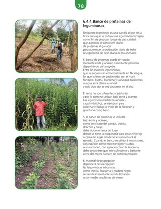 78
6.4.4.Banco de proteínas de
leguminosas
Un banco de proteína es una parcela o lote de la
finca en la que se cultiva una leguminosa forrajera
con el fin de producir forraje de alta calidad
que aumente el suministro diario
de proteínas al ganado
para aumentar la producción diaria de leche
o la ganancia de peso diaria de los animales.
El banco de proteínas puede ser usado
mediante corte y acarreo o mediante pastoreo,
dependiendo de la especie.
Entre las especies leguminosas
que se encuentran comercialmente en Nicaragua,
las que toleran ser pastoreadas son el mani
forrajero, kudzú, leucaena y Canavalia brasiliensis,
aunque esta última es anual
y solo dura dos o tres pastoreos en el año.
El resto no son tolerantes al pastoreo
y por lo tanto se utilizan bajo corte y acarreo.
Las leguminosas herbáceas anuales,
caupí y dolichos, se siembran para
cosechar el follaje al inicio de la floración y
guardarlo como heno.
Si el banco de proteínas se utilizará
bajo corte y acarreo,
como en el caso del gandul, cratilia,
dolichos y caupí,
debe ubicarse cerca del lugar
donde se tiene la maquinaria para picar el forraje
o cerca del lugar donde se le suministrará al
ganado. Cuando el banco se utilizará en pastoreo,
con especies como maní forrajero y kudzú,
o en ramoneo, con especies como la leucaena,
debe procurarse que esté colindante o bastante
cerca del mayor número de potreros posibles.
El material de propagación
dependerá de las especies:
las leguminosas arbustivas,
como cratilia, leucaena y madero negro,
se siembran mediante semilla botánica
o por medio de plantas de vivero.
 