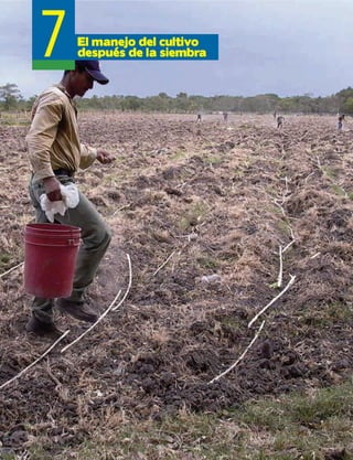 7El manejo del cultivo
después de la siembra
 