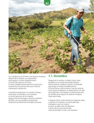 82
Los cuidados que se brinden a las especies forrajeras
después de la siembra, son importantes
para asegurar un buen establecimiento
y el éxito del cultivo en el futuro.
Un buen establecimiento permitirá muy buenos
rendimientos durante los años que el área se
mantenga en producción.
Las prácticas posteriores a la siembra incluyen,
entre otras, la resiembra, si es necesaria,
el control oportuno de las malezas,
plagas como las hormigas e insectos cortadores
del tallo y el uso estratégico de pastoreos
tempranos de diferentes intensidad y duración.
7.1. Resiembra
Después de la siembra, se deben hacer visitas
periódicas en el campo para poder detectar
oportunamente cualquier situación no deseable
que ponga en riesgo el establecimiento.
En las primeras cuatro semanas, hay que observar
cómo está la emergencia, la supervivencia y el vigor
de las plántulas. Ese tiempo es suficiente para que
las semillas de la mayoría de especies forrajeras
hayan germinado.
Si después de las cuatro semanas se observan áreas
o parches en el terreno con pocas plántulas
emergidas o que han muerto,
primero, se debe tratar de identificar
cuál ha sido la causa de esa falla
antes de proceder a hacer una resiembra.
 