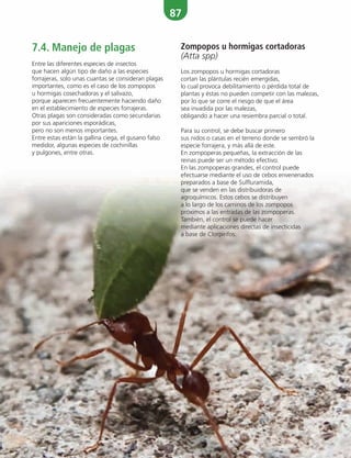 87
Zompopos u hormigas cortadoras
(Atta spp)
Los zompopos u hormigas cortadoras
cortan las plántulas recién emergidas,
lo cual provoca debilitamiento o pérdida total de
plantas y éstas no pueden competir con las malezas,
por lo que se corre el riesgo de que el área
sea invadida por las malezas,
obligando a hacer una resiembra parcial o total.
Para su control, se debe buscar primero
sus nidos o casas en el terreno donde se sembró la
especie forrajera, y más allá de este.
En zompoperas pequeñas, la extracción de las
reinas puede ser un método efectivo.
En las zompoperas grandes, el control puede
efectuarse mediante el uso de cebos envenenados
preparados a base de Sulfluramida,
que se venden en las distribuidoras de
agroquímicos. Estos cebos se distribuyen
a lo largo de los caminos de los zompopos
próximos a las entradas de las zompoperas.
También, el control se puede hacer
mediante aplicaciones directas de insecticidas
a base de Clorpirifos.
7.4. Manejo de plagas
Entre las diferentes especies de insectos
que hacen algún tipo de daño a las especies
forrajeras, solo unas cuantas se consideran plagas
importantes, como es el caso de los zompopos
u hormigas cosechadoras y el salivazo,
porque aparecen frecuentemente haciendo daño
en el establecimiento de especies forrajeras.
Otras plagas son consideradas como secundarias
por sus apariciones esporádicas,
pero no son menos importantes.
Entre estas están la gallina ciega, el gusano falso
medidor, algunas especies de cochinillas
y pulgones, entre otras.
 