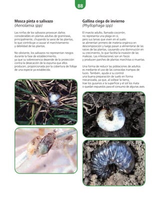 88
Mosca pinta o salivazo
(Aenolamia spp)
Las ninfas de los salivazos provocan daños
considerables en plantas adultas de gramíneas,
principalmente, chupando la savia de las plantas,
lo que contribuye a causar el marchitamiento
y debilidad de las plantas.
No obstante, los salivazos no representan riesgos
durante la fase de establecimiento,
ya que su sobrevivencia depende de la protección
contra la desecación de la espuma que ellos
producen, proporcionada por la cobertura de follaje
de una especie ya establecida.
Gallina ciega de invierno
(Phyllophaga spp)
El insecto adulto, llamado cocorrón,
no representa una plaga en sí,
pero sus larvas que viven en el suelo
se alimentan primero de materia orgánica en
descomposición y luego pasan a alimentarse de las
raíces de las plantas, causando una disminución en
su crecimiento, lo que facilita la invasión de las
malezas. Las infestaciones son en focos
y producen parches de plantas marchitas o muertas.
Una forma de reducir las poblaciones de adultos
es mediante el uso de las conocidas trampas de
luces. También, ayuda a su control
una buena preparación de suelo en forma
mecanizada, ya que, al voltear la tierra,
trae los gusanos a la superficie y el sol los mata
o quedan expuestos para el consumo de algunas aves.
 