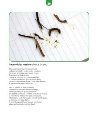89
Gusano falso medidor (Mocis latipes)
Este gusano se encuentra casi siempre
en bajas cantidades en los pastos y cultivos
forrajeros, sin representar ningún riesgo.
Se vuelve una plaga severa
cuando se presenta en poblaciones altas,
lo cual ocurre después de una sequía severa
o cuando se presentan lluvias cortas y escalonadas
al comienzo de la época lluviosa.
Para su control, se debe mantener
una observación constante en el campo,
sobre todo después que se presenten
condiciones climáticas como las antes mencionadas.
Es importante detectar los focos iniciales de
infestación y controlarlos, para impedir que la plaga
se extienda por toda el área.
El control se puede hacer usando insecticidas
a base de Piretroides como el Dipel.
 