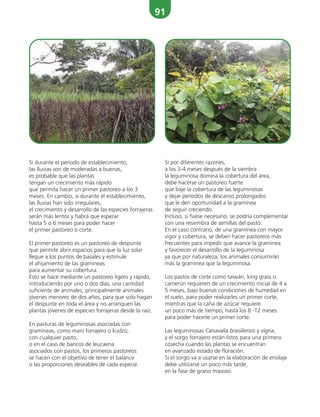 91
Si durante el período de establecimiento,
las lluvias son de moderadas a buenas,
es probable que las plantas
tengan un crecimiento más rápido
que permita hacer un primer pastoreo a los 3
meses. En cambio, si durante el establecimiento,
las lluvias han sido irregulares,
el crecimiento y desarrollo de las especies forrajeras
serán más lentos y habrá que esperar
hasta 5 o 6 meses para poder hacer
el primer pastoreo o corte.
El primer pastoreo es un pastoreo de despunte
que permite abrir espacios para que la luz solar
llegue a los puntos de basales y estimule
el ahijamiento de las gramíneas
para aumentar su cobertura.
Esto se hace mediante un pastoreo ligero y rápido,
introduciendo por uno o dos días, una cantidad
suficiente de animales, principalmente animales
jóvenes menores de dos años, para que solo hagan
el despunte en toda el área y no arranquen las
plantas jóvenes de especies forrajeras desde la raíz.
En pasturas de leguminosas asociadas con
gramíneas, como maní forrajero o kudzú,
con cualquier pasto,
o en el caso de bancos de leucaena
asociados con pastos, los primeros pastoreos
se hacen con el objetivo de tener el balance
o las proporciones deseables de cada especie.
Si por diferentes razones,
a los 3-4 meses después de la siembra
la leguminosa domina la cobertura del área,
debe hacerse un pastoreo fuerte
que baje la cobertura de las leguminosas
y dejar períodos de descanso prolongados
que le den oportunidad a la gramínea
de seguir creciendo.
Incluso, si fuese necesario, se podría complementar
con una resiembra de semillas del pasto.
En el caso contrario, de una gramínea con mayor
vigor y cobertura, se deben hacer pastoreos más
frecuentes para impedir que avance la gramínea
y favorecer el desarrollo de la leguminosa
ya que por naturaleza, los animales consumirán
más la gramínea que la leguminosa.
Los pastos de corte como taiwán, king grass o
camerún requieren de un crecimiento inicial de 4 a
5 meses, bajo buenas condiciones de humedad en
el suelo, para poder realizarles un primer corte,
mientras que la caña de azúcar requiere
un poco más de tiempo, hasta los 8 -12 meses
para poder hacerle un primer corte.
Las leguminosas Canavalia brasiliensis y vigna,
y el sorgo forrajero están listos para una primera
cosecha cuando las plantas se encuentran
en avanzado estado de floración.
Si el sorgo va a usarse en la elaboración de ensilaje
debe utilizarse un poco más tarde,
en la fase de grano masoso.
 
