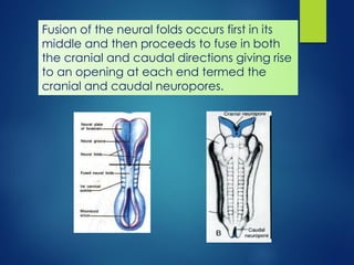 7721 [02] Review of Neuro-Embryology.pdf
