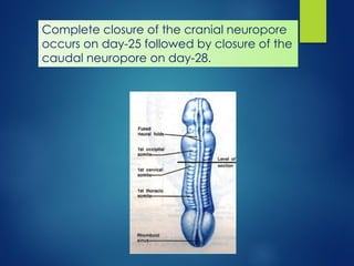 7721 [02] Review of Neuro-Embryology.pdf