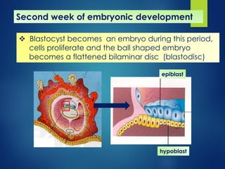 7721 [02] Review of Neuro-Embryology.pdf